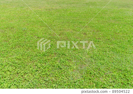 Green carpet, clover, lawn image, background material Green carpet, clover, lawn image, background material 89504522