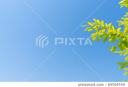 Fresh green image / background material 89504544