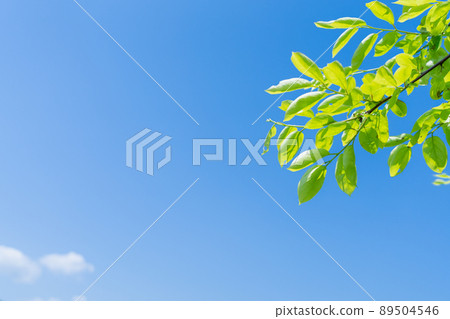 清新的綠色圖片/背景素材 清新的綠色圖片/背景素材 89504546