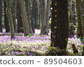 Crowd of erythronium in the forest 89504603