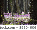 Crowd of erythronium in the forest 89504606