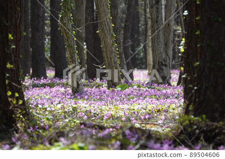 Crowd of erythronium in the forest 89504606