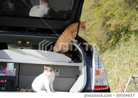 當地貓兄妹上車看高處 89504657