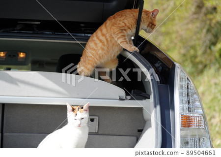 當地貓兄妹上車看高處 當地貓兄妹上車看高處 89504661