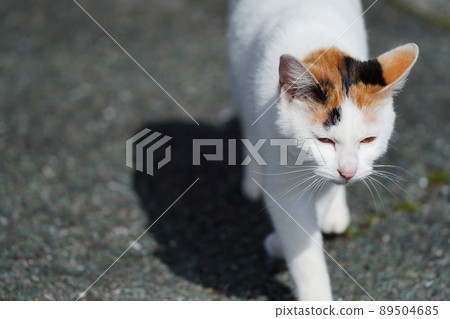 當地貓兄妹上車看高處 當地貓兄妹上車看高處 89504685