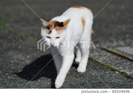 Local cat brothers and sisters get in the car and see the heights Local cat brothers and sisters get in the car and see the heights 89504696