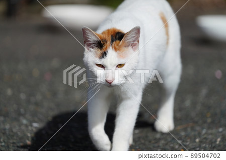 當地貓兄妹上車看高處 當地貓兄妹上車看高處 89504702