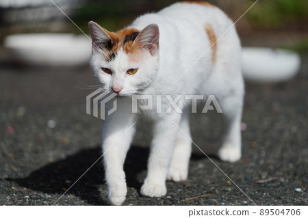 Local cat brothers and sisters get in the car and see the heights 89504706