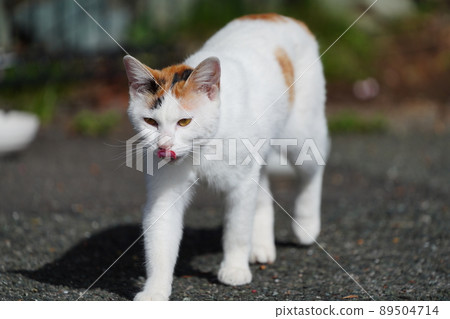 當地貓兄妹上車看高處 當地貓兄妹上車看高處 89504714