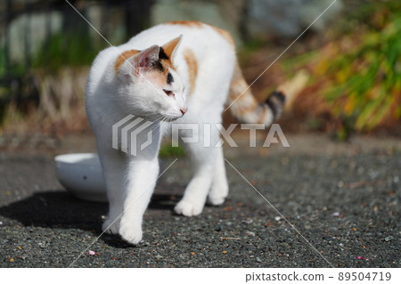 當地貓兄妹上車看高處 當地貓兄妹上車看高處 89504719