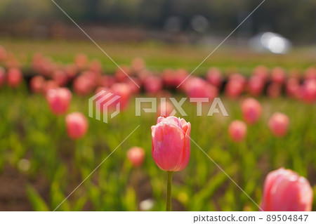 粉紅色和黃色的鬱金香田 89504847