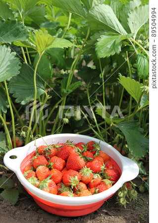 Organically grown strawberries harvested 89504994