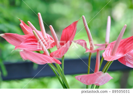 Flamingo Flower, Boy Flower or Anthurium andraeanum or Anthurium Flamingo Flower, Boy Flower or Anthurium andraeanum or Anthurium 89505031