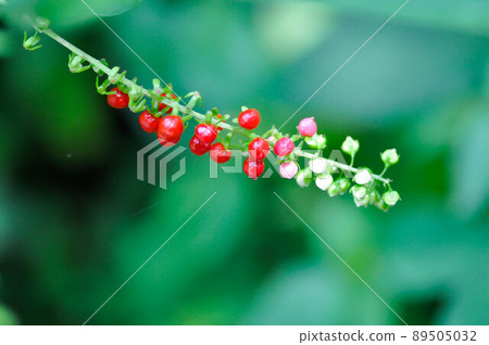 Rivina humilis L, PHYTOLACCACEAE or Rough or Blood Berry or Coral Berry Rivina humilis L, PHYTOLACCACEAE or Rough or Blood Berry or Coral Berry 89505032
