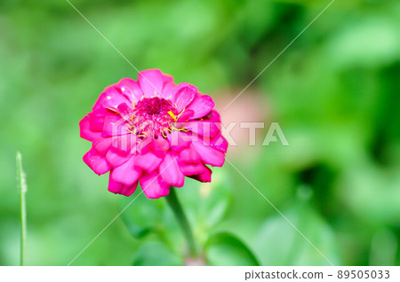 Zinnia violacea Cav, Z violacea or Plantae, Asteraceae or Magnoliopsida or Zinnia violacea Zinnia violacea Cav, Z violacea or Plantae, Asteraceae or Magnoliopsida or Zinnia violacea 89505033