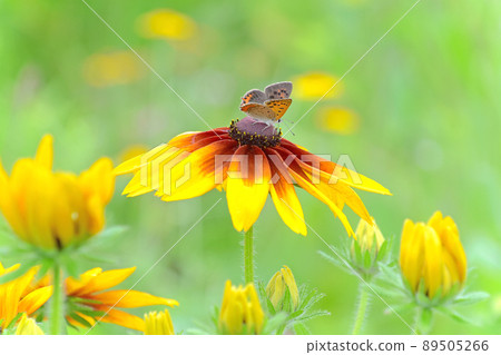 Summer flower material Ludbeckia in full bloom Summer flower material Ludbeckia in full bloom 89505266