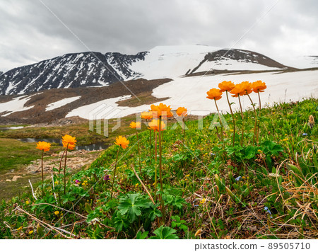 Trollblume in spring Globeflower in front of the white glacier. Green Alpine plateau. Trollblume in spring Globeflower in front of the white glacier. Green Alpine plateau. 89505710