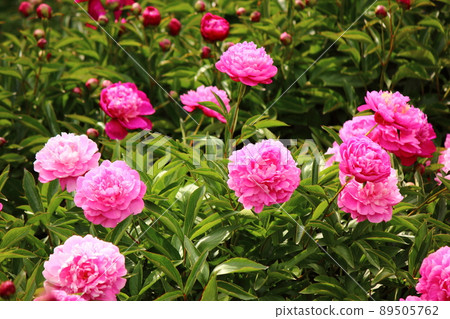 Beautiful pink peony in full bloom (6) Beautiful pink peony in full bloom (6) 89505762
