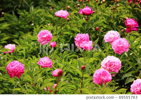Beautifully blooming pink peony and its buds (2) Beautifully blooming pink peony and its buds (2) 89505763