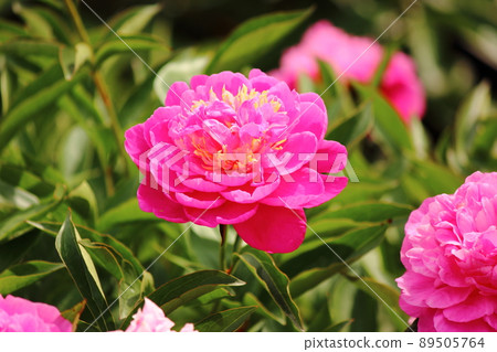 Beautiful pink and yellow harmony of flowering peony (1) Beautiful pink and yellow harmony of flowering peony (1) 89505764