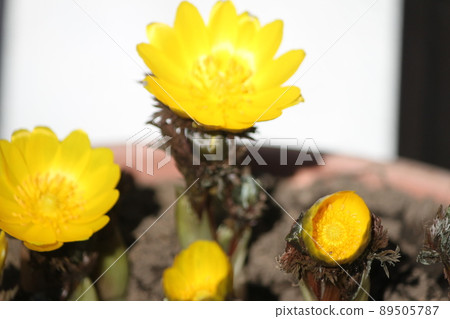 Yellow flower Yellow flower 89505787