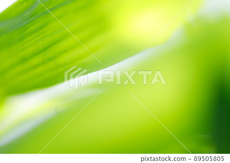 Blurred abstract of green leaf for natural and ecology background concept 89505805