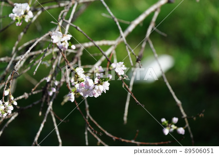 Two-colored flowers in full bloom, Genpei-blooming Hanamomo tree 89506051