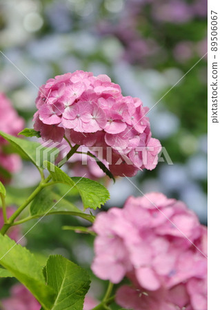 Hydrangeas blooming in the rainy season 89506067