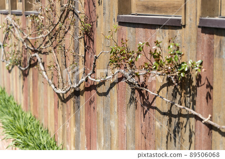 Ivy autumn background on the wooden outer wall 89506068