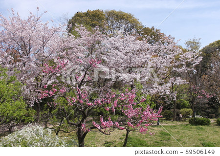 Sakura scenery of Sakuranomiya Park in Osaka City 89506149