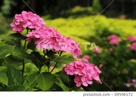 Hydrangeas blooming in the rainy season Hydrangeas blooming in the rainy season 89506172