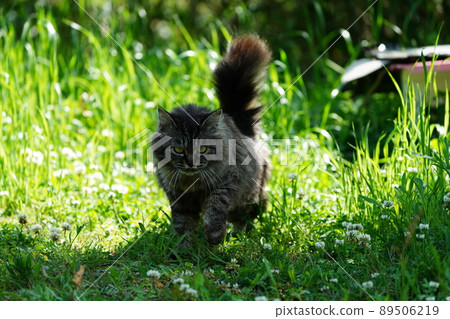 Kijitra Gray, a local cat who came to eat while the kitten was sleeping Kijitra Gray, a local cat who came to eat while the kitten was sleeping 89506219