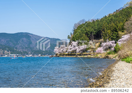 《滋賀縣》高島市海津大崎櫻花 《滋賀縣》高島市海津大崎櫻花 89506242