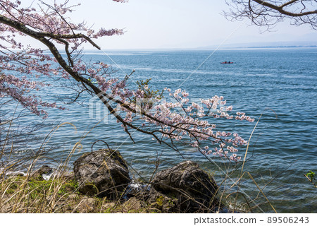 《滋賀縣》高島市海津大崎櫻花 《滋賀縣》高島市海津大崎櫻花 89506243