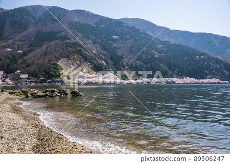 《滋賀縣》高島市海津大崎櫻花 《滋賀縣》高島市海津大崎櫻花 89506247