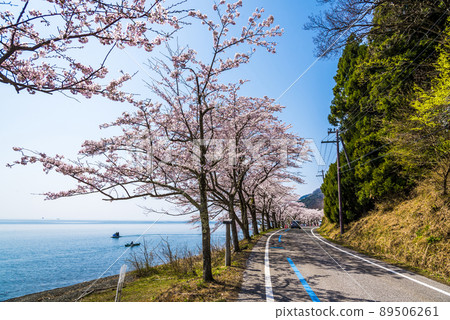 《滋賀縣》高島市海津大崎櫻花 89506261