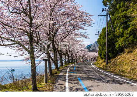 《滋賀縣》高島市海津大崎櫻花 《滋賀縣》高島市海津大崎櫻花 89506262