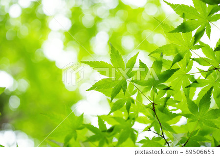 Fresh green of maple 89506655