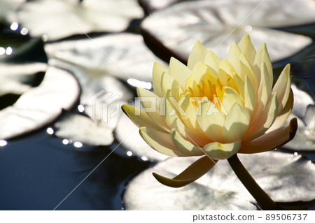 水產植物園水森 89506737
