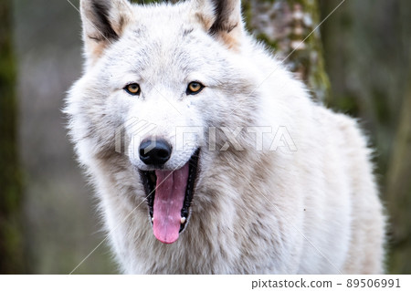 Close up of an adult white wolve roaming in the forest 89506991