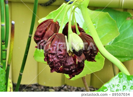 Hakkakuren Hakkakuren 89507034