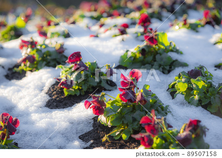 花埋在雪中 花埋在雪中 89507158