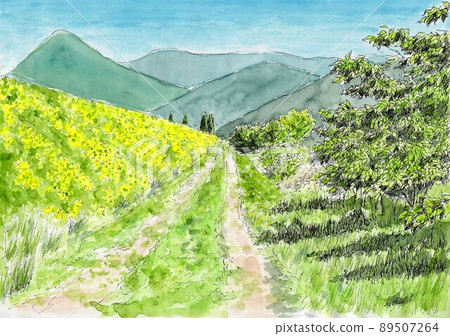 初夏風景與盛開的黃色花朵 89507264