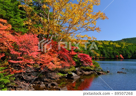 秋季白毛池岸邊的白樺和白樺的秋葉 89507268