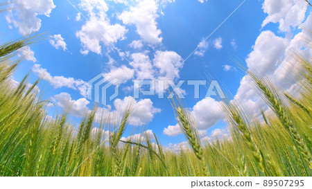 仰望麥田，藍天白雲 89507295