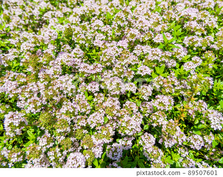 春天的風景：小花盛開的可愛匍匐時光 89507601