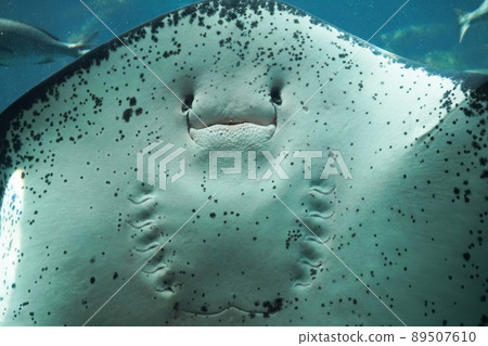 Ai's cute face, actually nose and mouth 89507610