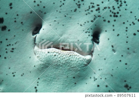 艾可愛的臉，居然是鼻子和嘴巴 89507611