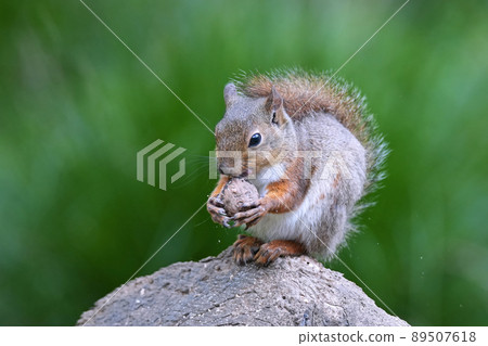 Nihonrisu crazy about walnuts Nihonrisu crazy about walnuts 89507618