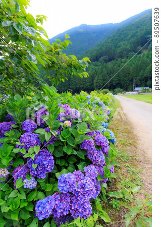 Blue hydrangea and country road 89507639